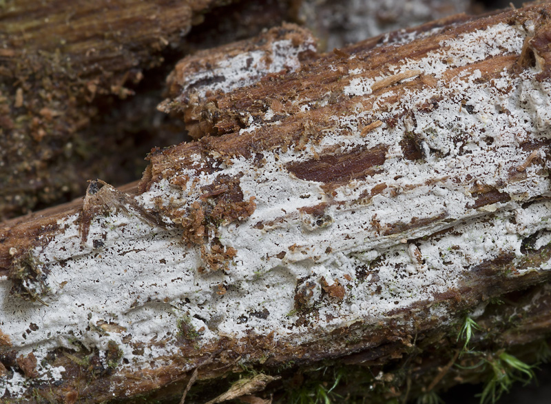 Hastodontia hastata